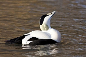 Images Dated 26th December 2008: Eider - adult male calling, Gloucestershire, England, UK