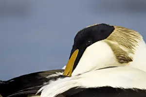 Bamburgh Prints: Eider - close up side view of male resting - March - Bamburgh - England