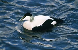 Images Dated 7th January 2008: Eider Duck - drake in breeding plumage