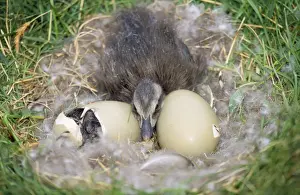 Eider Prints: Eider Duck - duckling in nest with eggs