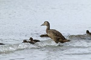 Eider Duck - with ducklings