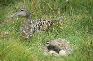 Images Dated 23rd May 2006: Eider Duck - female beside duckling in downt nest with eggs