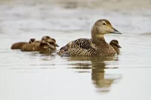Images Dated 6th June 2010: Eider Duck - female with ducklings
