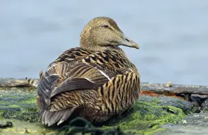 Eider Prints: Eider Duck - female - Shetland