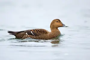 Eider Duck - female - Straumen - Norway