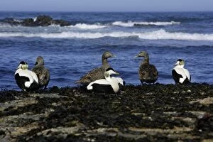 Eider Duck - Male and females resting on coastline
