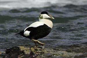Eider Duck - Male standing on rocky coastline