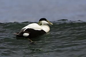 Images Dated 25th May 2006: Eider Duck-Male swimming on waves along coastline, Northumberland UK