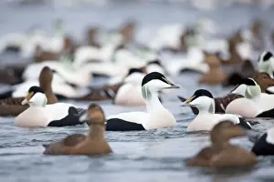Drake Prints: Eider Ducks - flock - Straumen - Norway