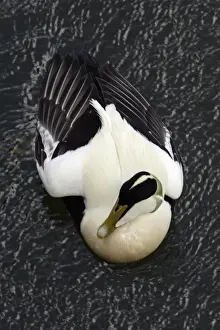 Eider Prints: Eider - Male, displaying breeding plumage Northumberland coast, England