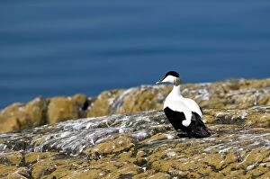 Images Dated 20th May 2010: Eider - male on rock - looking out to sea