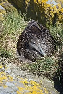 Images Dated 20th May 2010: Eider - on nest