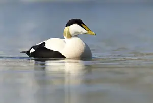 Sunrise Prints: Eider - swimming along shoreline in early morning sunshine - March - Bamburgh - England