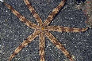 Eight-armed Sea Star crawling on sand