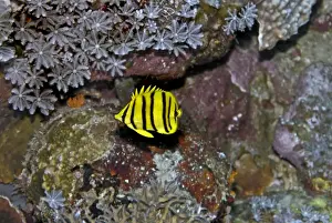 Butterflyfish Prints: Eight-banded Butterflyfish - yellow version - feeds exclusively on coral polyps - Papua New Guinea