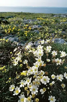 Cliffs Prints: Eire - Mountain Avens (Dryas octopetala) Hoary Rockrose (Helianthemum oelandicum)