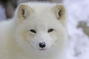 Images Dated 27th January 2007: Eisfuchs