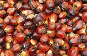 EL-842 Oil Palm - Fruit