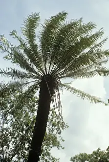 Cycads Prints: Cycad