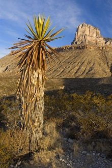 El Capitan - El Capitan's limestone promontory and a big yucca early in the morning El Capitan - El Capitan's limestone promontory and a big yucca early in the morning