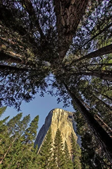 Yosemite Collection: El Capitan through pine trees, Yosemite National Park, California Date: 26-07-2011