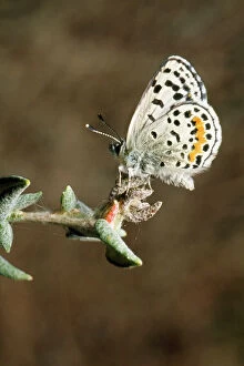 Lepidoptera Collection: El Segundo Blue Butterfly