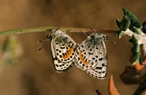 Blues Collection: El Segundo Blue Butterfly - pair mating