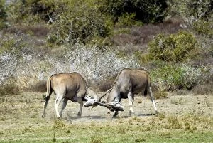 Eland - bulls fights - antlers entangled