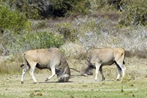 Eland - bulls fights - horn tangling