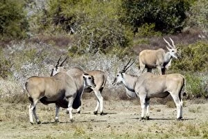 Eland - congregating by water