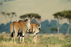 Eland Prints: Eland FL 2131 Maasai Mara National Park