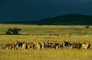 Storms Prints: Eland - herd in savanna landscape in pre-storm light - Zebra in the distance Masai Mara National Reserve Kenya JFL17475