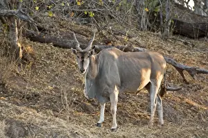 Eland Prints: Eland - standing on bank of dry river - Mashatu Game Reserve - Botswana