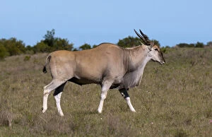 Images Dated 27th June 2011: Eland (Taurotragus oryx), Kariega Game Reserve