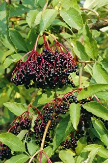 Elder Berries