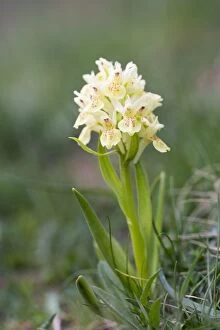 Images Dated 29th May 2012: Elder Flowered Orchid
