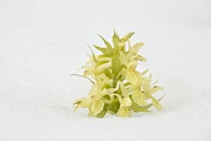 Apennines Gallery: Elder-flowered Orchid in the snow Grande piano