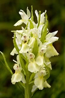 Elder-flowered Orchid - yellow form