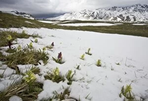 Apennines Gallery: Elder-flowered Orchids pushing through late snow