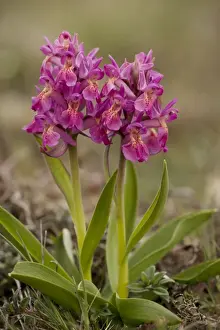 Elder-flowered orchids, red form (Dactylorhiza sambucina). Sweden
