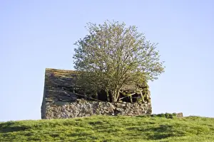 Ruin Prints: Elder Tree Growing through roof of stone barn Peak District Derbyshire UK
