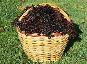 Elderberries