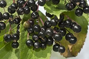 Bushes Gallery: Elderberries ripe fruit in autumn