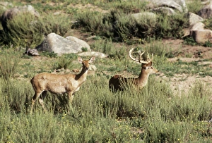 Images Dated 2nd July 2007: Eld's Deer /Brow-antlered Deer / Thamin - male