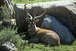 Images Dated 2nd July 2007: Eld's Deer /Brow-antlered Deer / Thamin - male, lying down