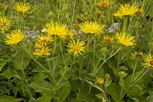 Herbal Prints: Elecampane - growing in garden; used as a medicinal and ornamental plant. Dorset