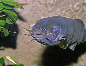 Electric Prints: Electric Catfish