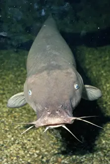 Electric Prints: Electric Catfish - showing barbels around mouth