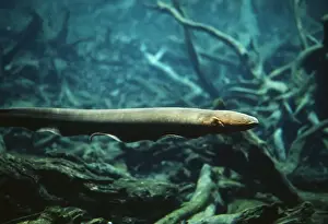 Electric Prints: Electric Eel AF 65 Amazon Electrophorus electricus © Andrea Florence / ardea. com
