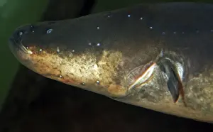 Electric Prints: Electric Eel - Freshwaters, South America: Amazon and Orinoco basins